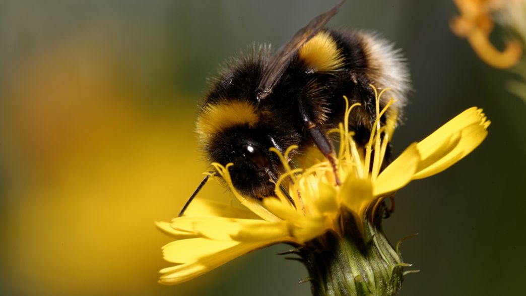 How Climate Change Is Killing Bumblebees IFLScience