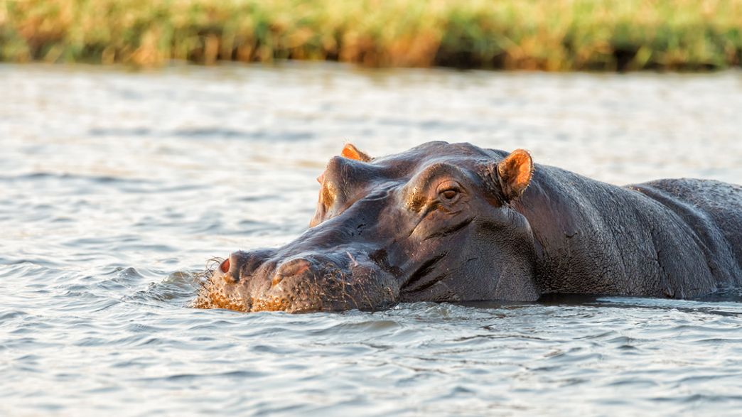 More Than 100 Hippos Have Died In A Suspected Anthrax Outbreak In