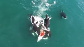 Rare Footage Shows A Pack Of Orcas Brutally Hunting A Minke Whale