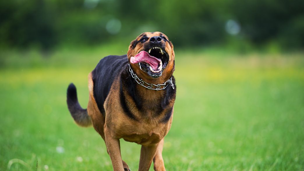 How Do You Wash Pepper Spray Off A Dog