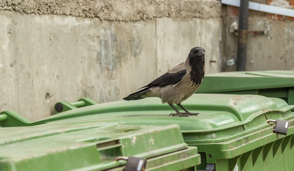 crows cigarette butts No About It: Cleaning Up Cigarettes at a French Theme Park Rumor that city in Sweden