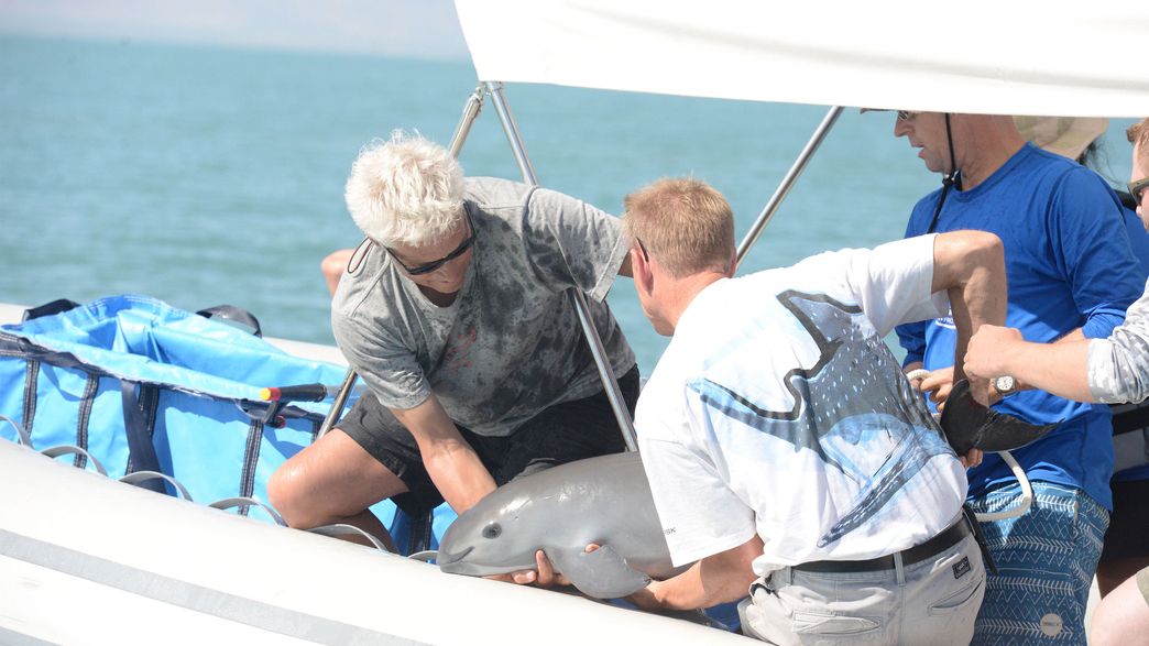 Rescue Efforts To Catch Critically Endangered Porpoise Result In Death