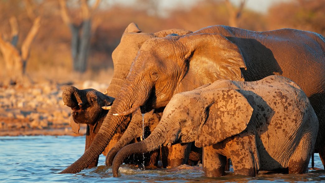 Hunting To Extinction Trophy Hunting Quickly Pushes Animals Toward Extinction | IFLScience
