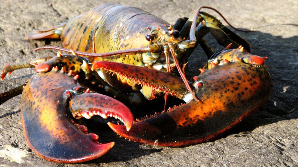 Lobster Found With A Pepsi Logo Printed On Its Claw Highlights Our Lobster Found With A Pepsi Logo Printed On Its Claw Highlights Our