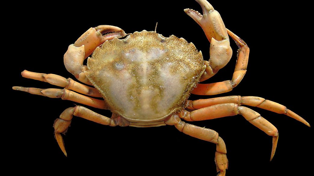 "Supervillain" Crab Found To Use Its Gills In A Very Peculiar Way