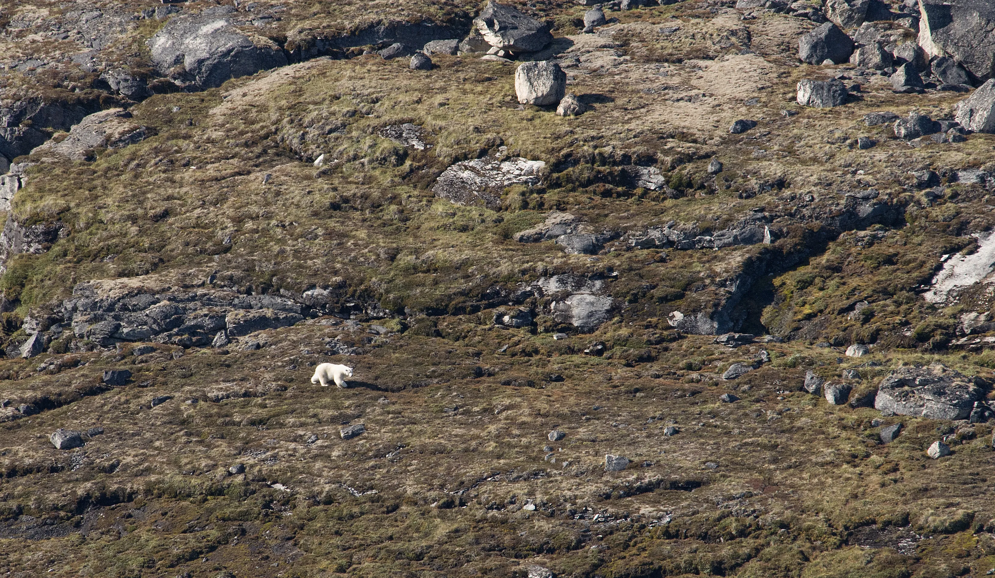 This Gut-Wrenching Footage Of A Polar Bear Will Literally Ruin