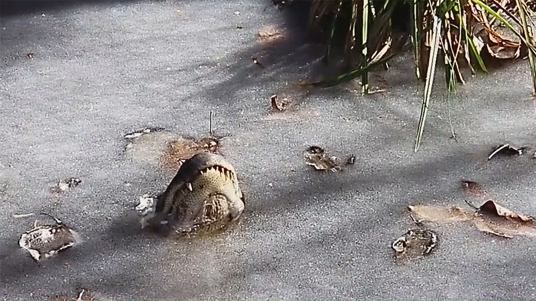 Awesome Video Shows How Alligators Can Survive Being Frozen In A Swamp
