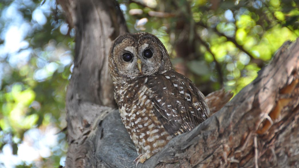 Why Are Owls Dying Near Marijuana Farms? IFLScience
