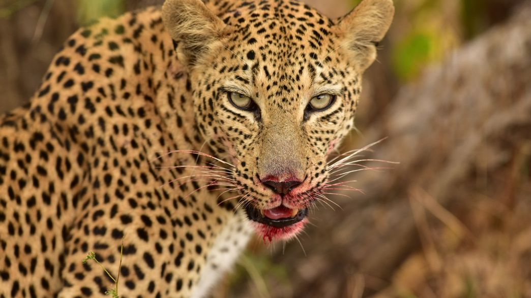 Leaopard Ribsaw This Leopard Is A Cannibal And It’s Giving Us The Heebie Jeebies ...