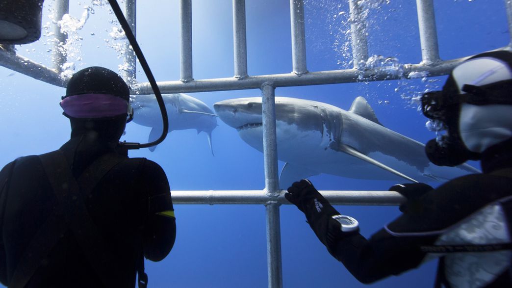 Shark Training Swimming With Sharks Makes People Want To Save Them | IFLScience
