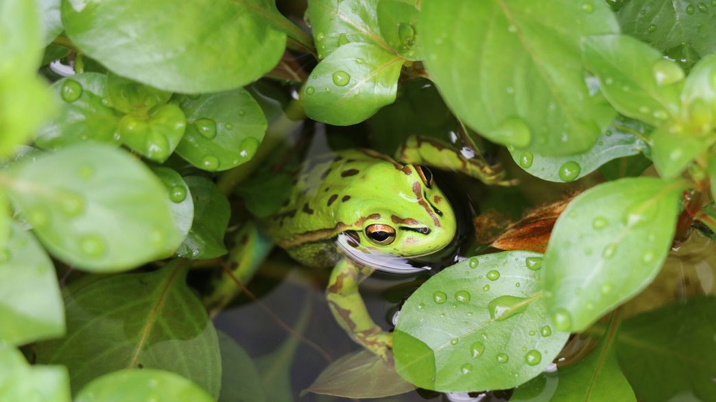 How To Save The Frogs? Add Some Salt IFLScience