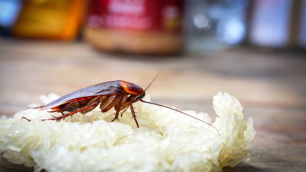 The Origin Of Cockroaches Can Be Traced Back To The World's Last ...