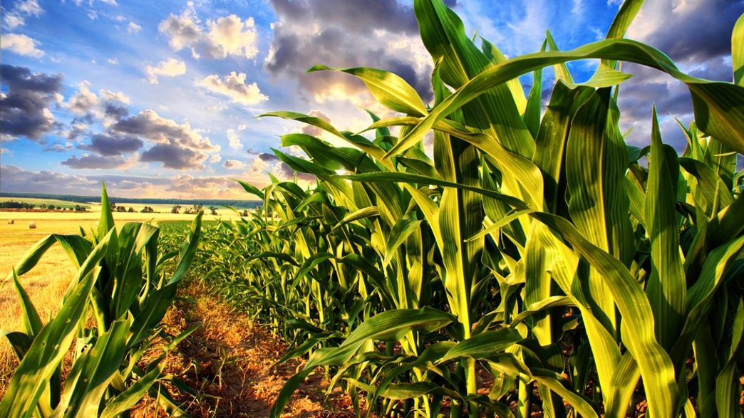 The US Corn Belt Is Making Its Own Weather Pattern Systems | IFLScience