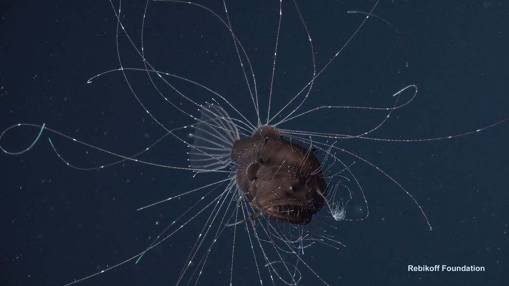 Angler Fish Reproducing Incredible Footage Reveals Details Of Anglerfish's Bizarre Sex Lives ...