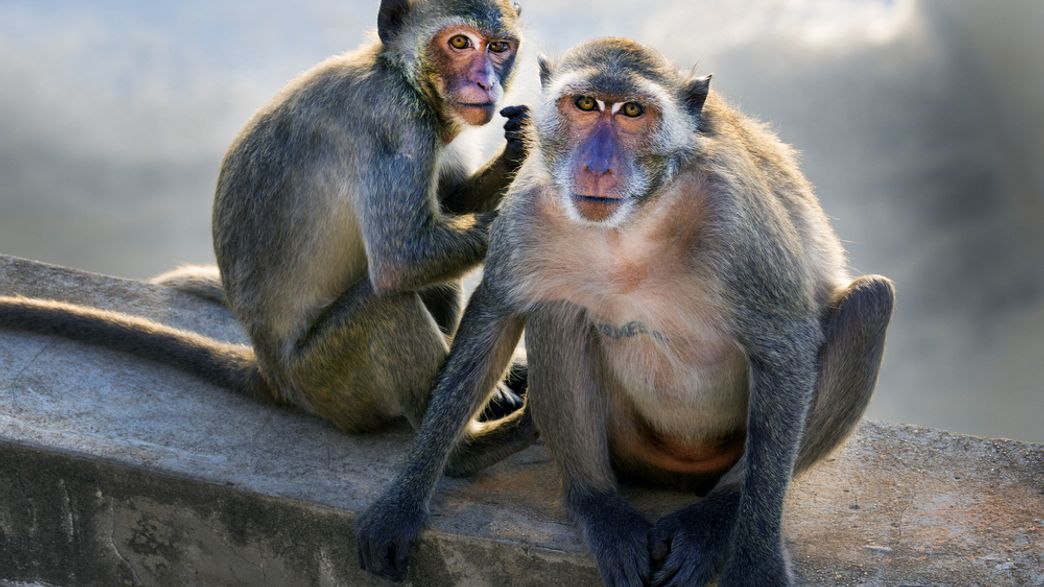 Rather Adorably, Monkey's Brains Synchronize In Social Situations ...