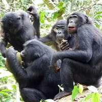 Unprecedented Meal-Sharing Behavior Confirms Bonobos Are Peace