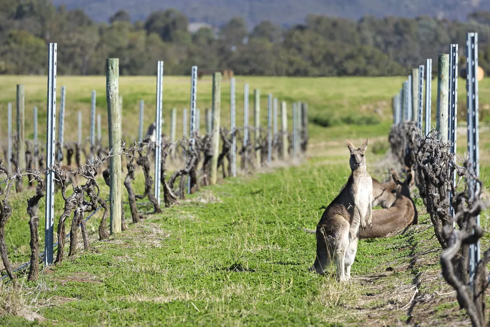 Kangaroos Develop A Taste For Nobel Grapes | IFLScience
