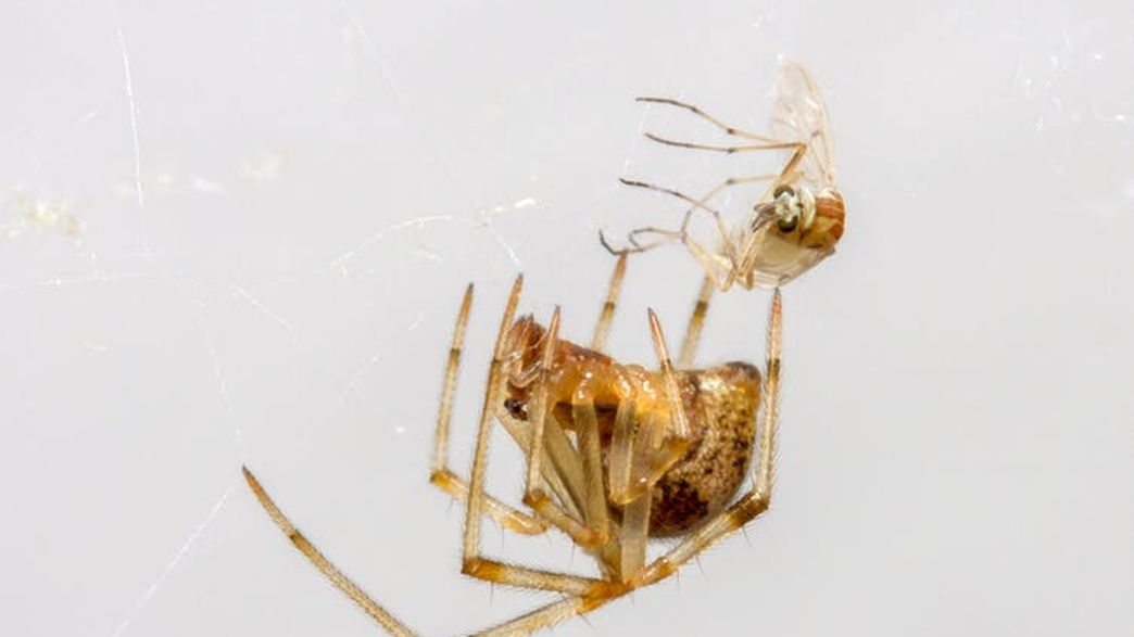 Why You Should Never Kill A Spider In Your Home IFLScience