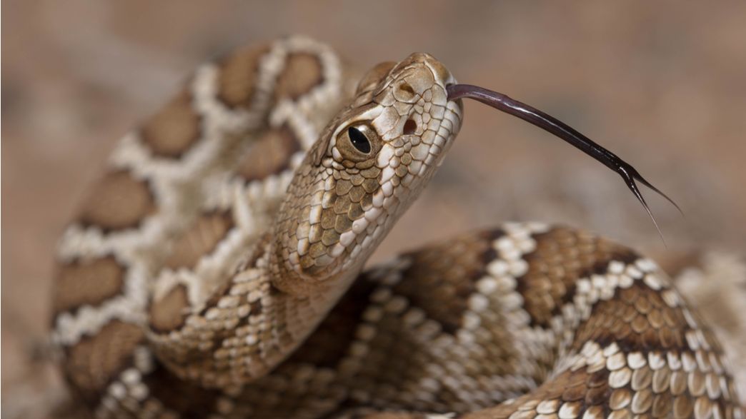 Severed Head Of Rattlesnake Bites And Nearly Kills Man Who Decapitated