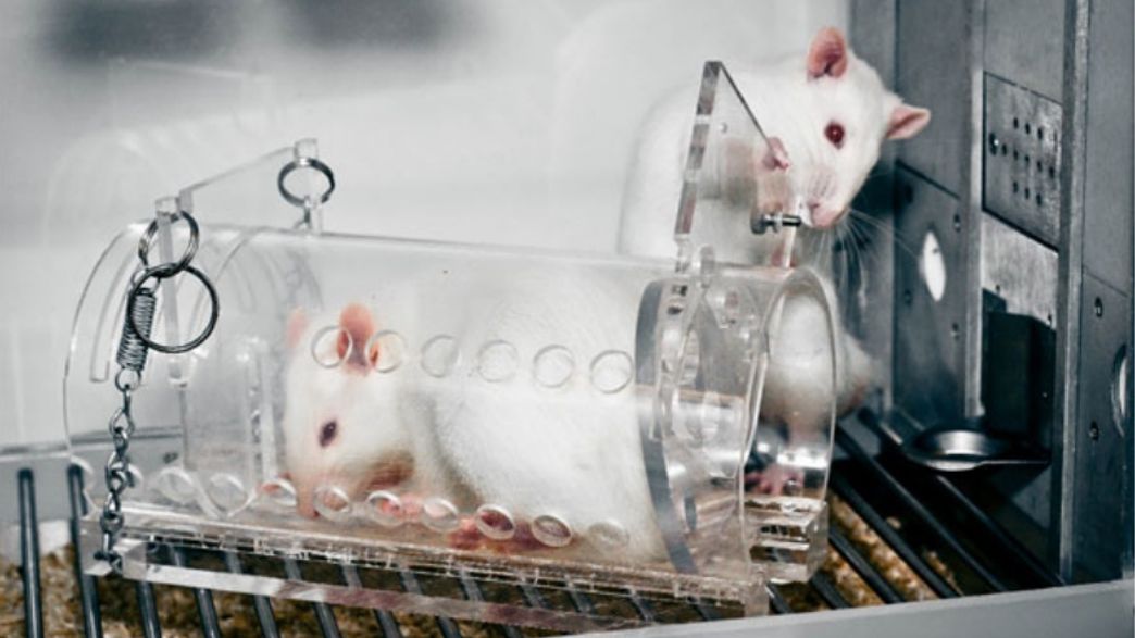 Rats Love Their Friends More Than Sugar But Less Than Heroin IFLScience