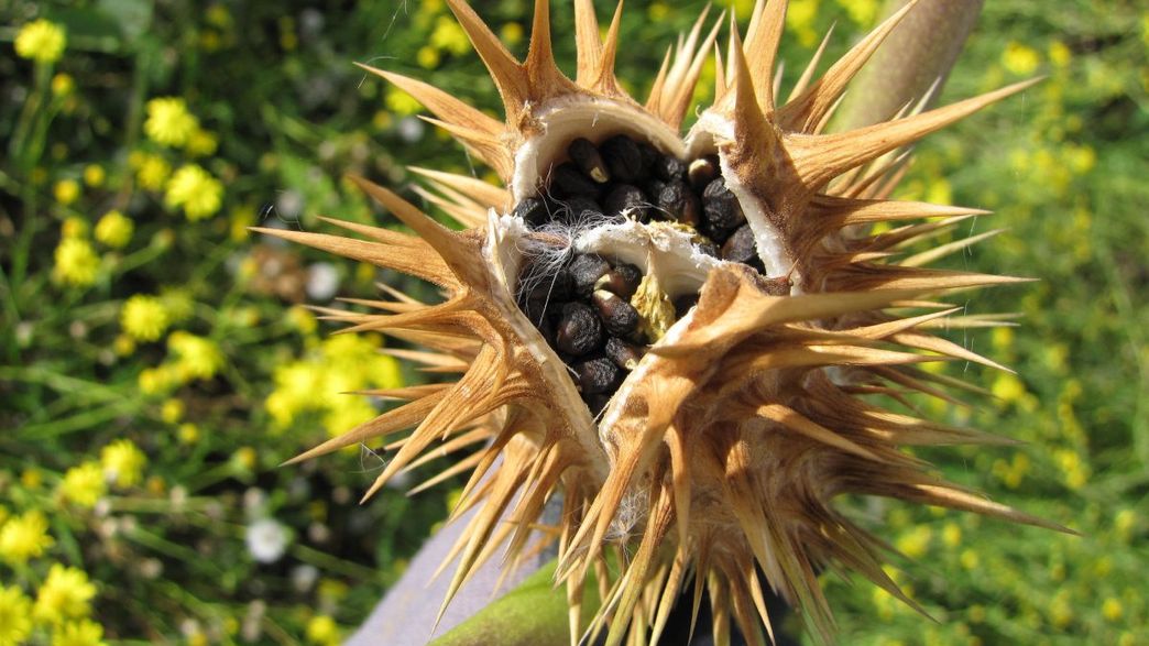 The 9 Most Dangerous Plants In The World | IFLScience