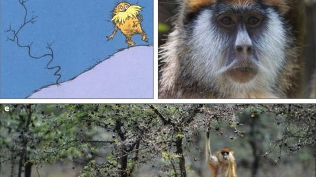 The Species That Inspired Dr Seuss The Lorax Changed The Story s The Species That Inspired Dr Seuss The Lorax Changed The Story s