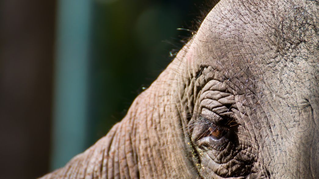 Endangered Pygmy Elephant Found Shot Dead On Roadside In Borneo