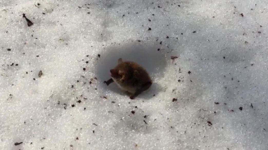 These Tiny Japanese Bats Hibernate In Winter By Building Little Igloos