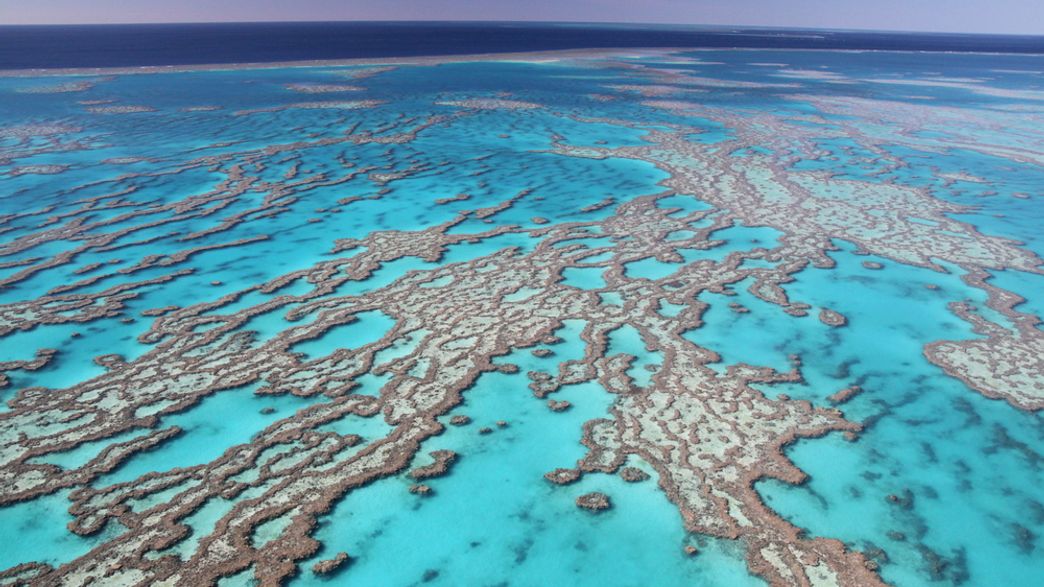 The Great Barrier Reef Is Showing "Significant Signs Of Recovery" IFLScience