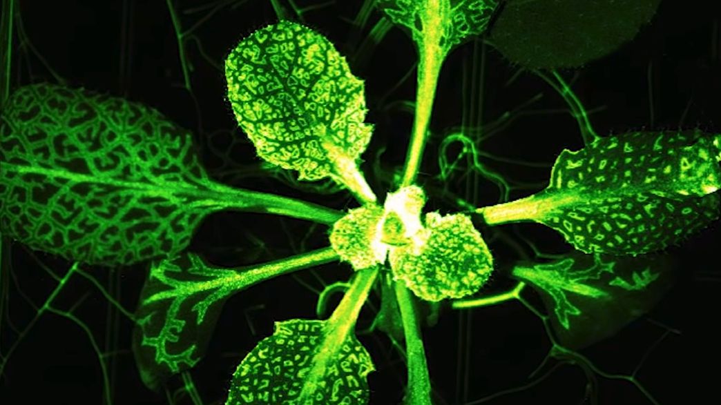 These Incredible Videos Reveal How Plants Send Distress Signals When