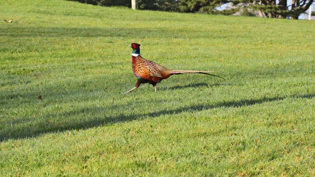 Pheasants That Favor One Foot Die Younger IFLScience