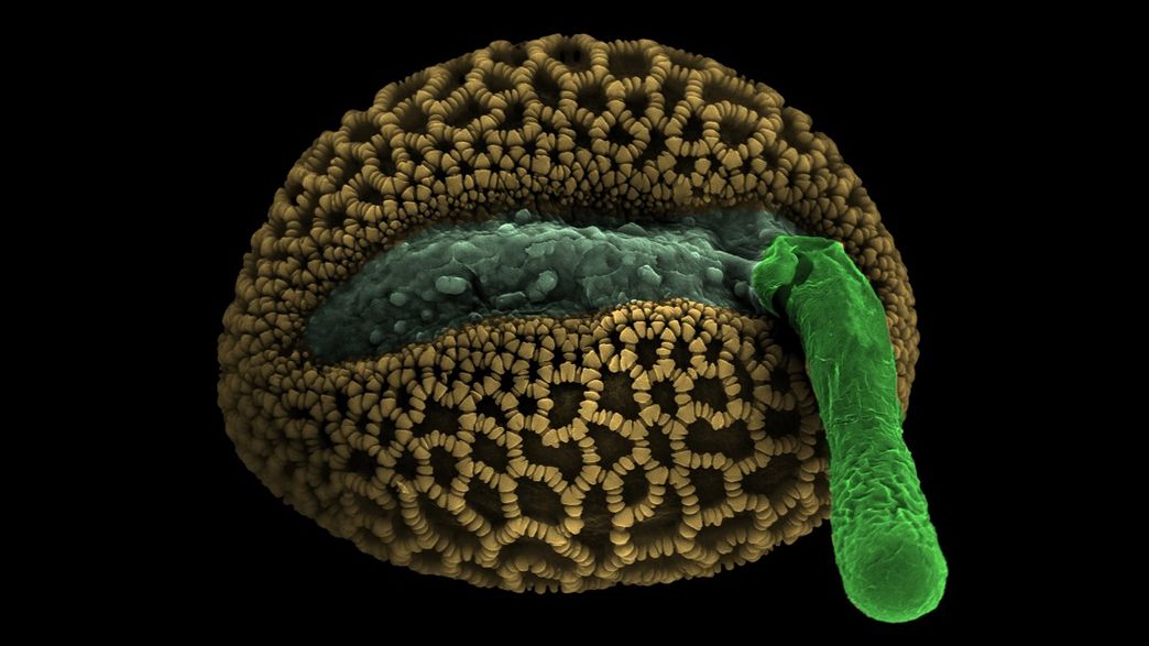How Do Plants Have Sex? New Study Reveals All The Details IFLScience
