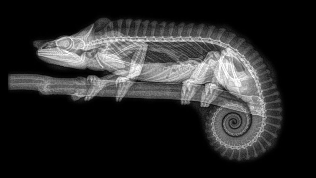Lizard Hand X Rays These X-Rays Of Animals Shared By A Zoo During Its Annual Health Check ...