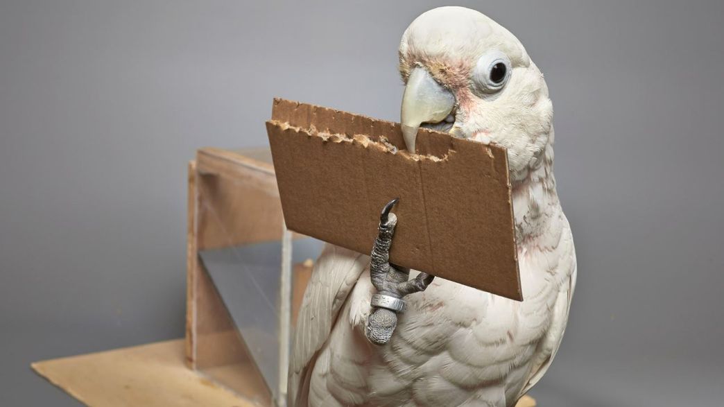 New Experiment Reveals How Freakishly Intelligent Cockatoos Are