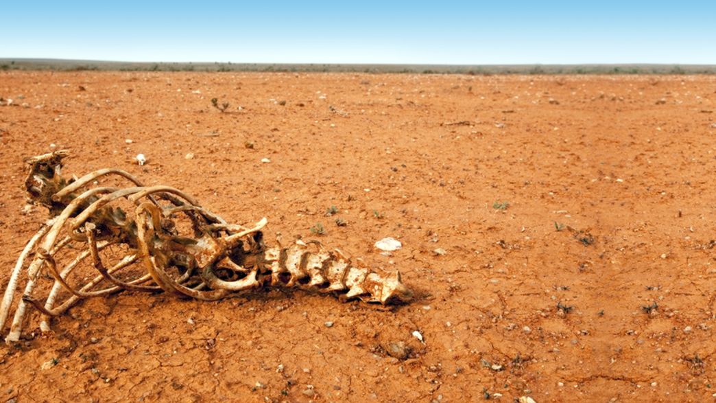 Australia's Deadliest Animal Revealed, And It's Not A Crocodile, Snake ...