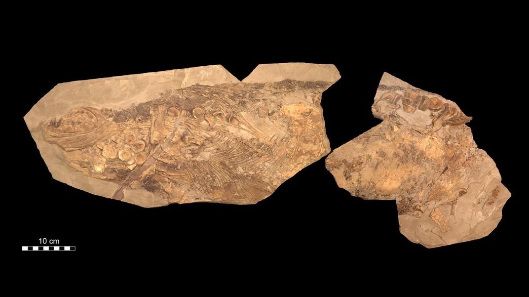 Incredibly WellPreserved Blubber Suggests JurassicEra "FishLizards