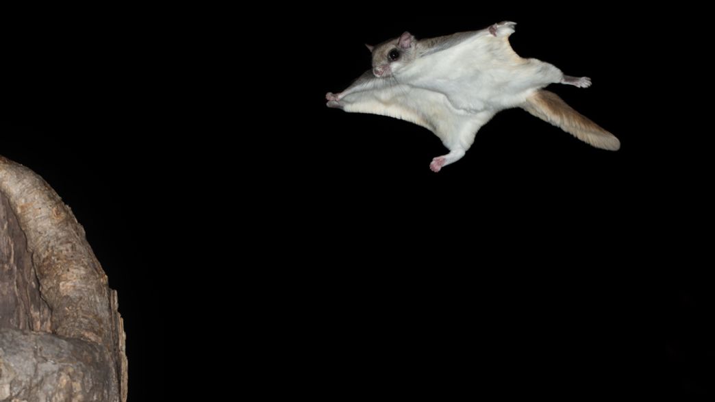 Flying Squirrels Have GlowInTheDark Hot Pink Fur Under UV Light