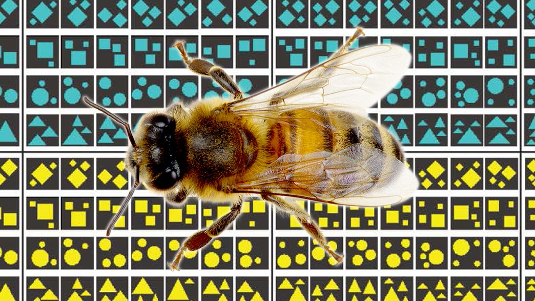 Bees Can Do Complex Additions And Subtractions | IFLScience