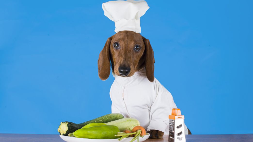 A Worrying Number Of Vegans Make Their Pets Eat A Vegan Diet IFLScience