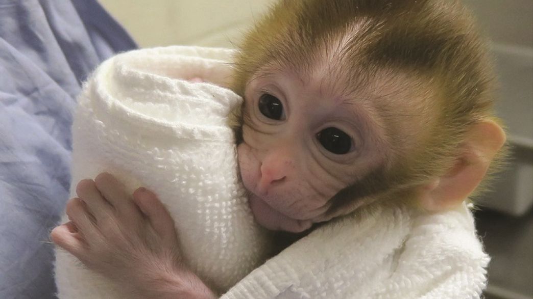 Monkey Born From Frozen Prepubescent Testicle Tissue For The First Time