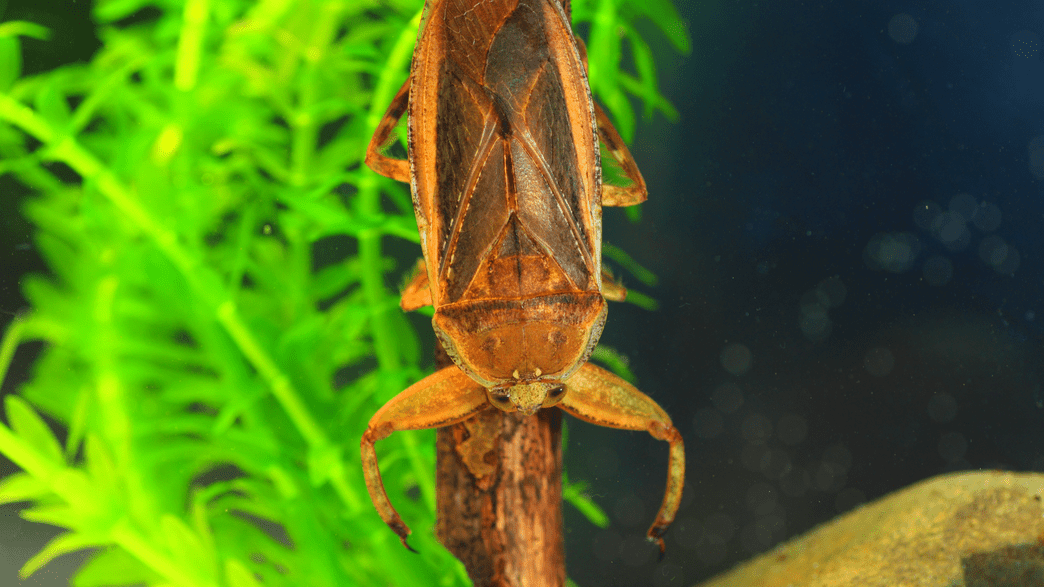 Meet The Giant Water Bugs That Eat Ducklings (But Are Good Dads