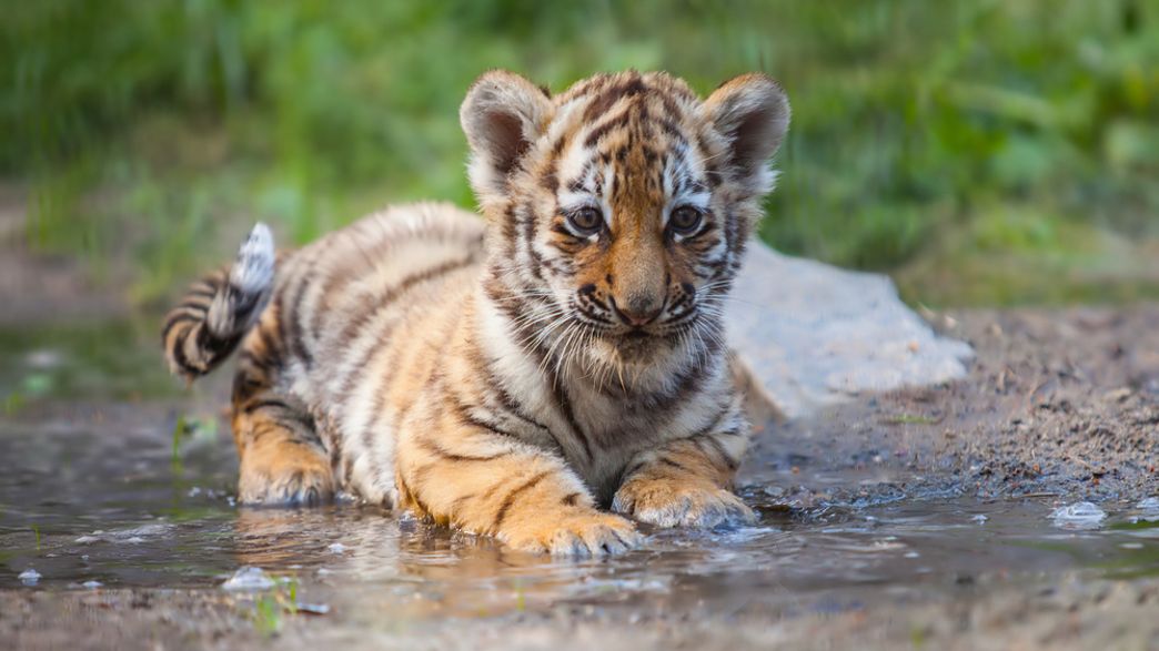 Maltese Tiger Cub Endangered