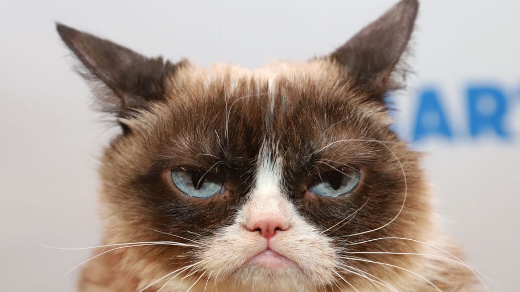 RIP Grumpy Cat The Science Behind The Feline s Famous Frown IFLScience