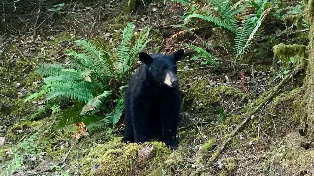 You Have To See This: Black Bear Shot In Sevierville Home - 8bveyl9