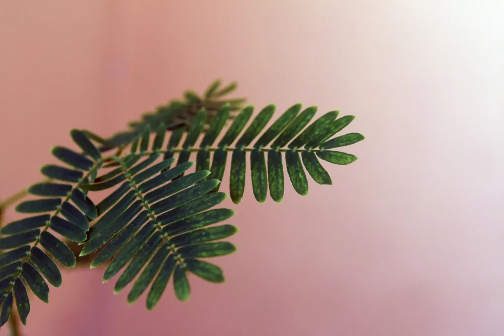 Do Flowers Think? Biologists Weigh In On Plant Consciousness | IFLScience