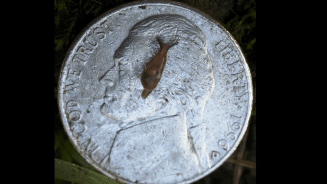 Scientists Believe SnailSlug Hybrid Is Spreading Potentially Fatal