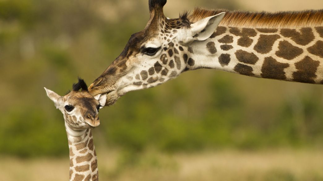 Cites Votes To Regulate Giraffe Trade For First Time In Bid To Save Species