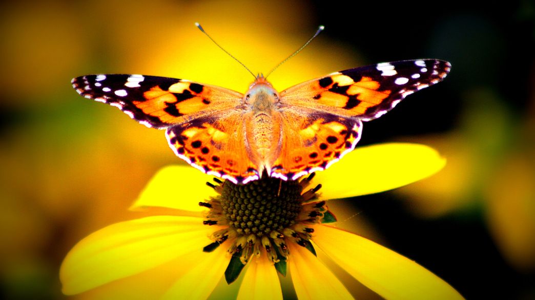 Insect Collapse Might Be Even Worse Than Feared | IFLScience