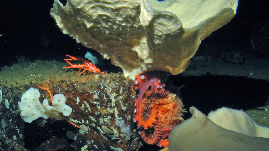 140,000 Square Miles Of Seafloor Off US West Coast To Protected