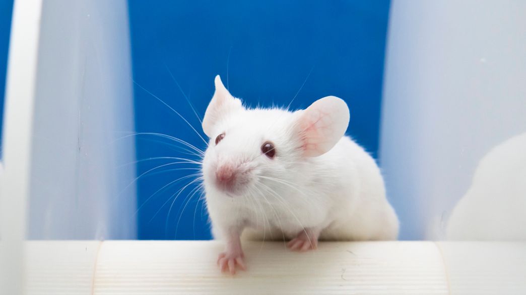Scientists Find Way To Improve Cognitive Abilities Of Mice With Down